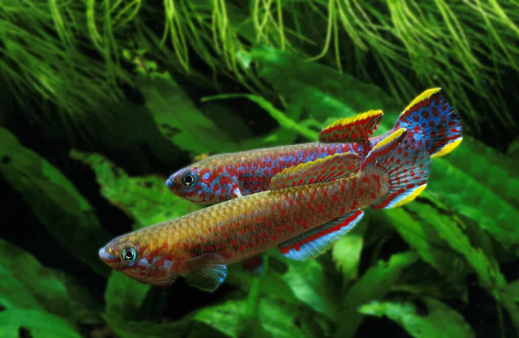 Pesce Killi