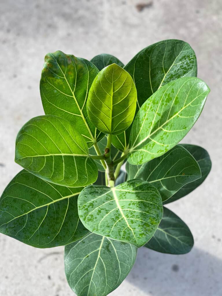 Pianta di Ficus Audrey nel vaso di un coltivatore.