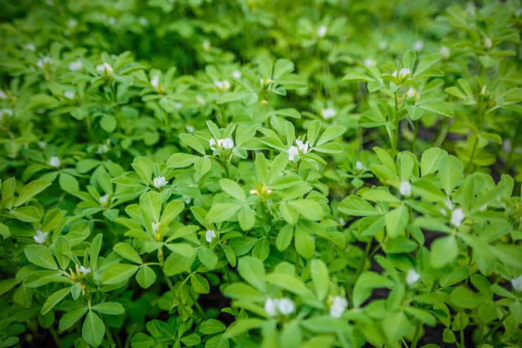 Il fieno greco cresce in un campo
