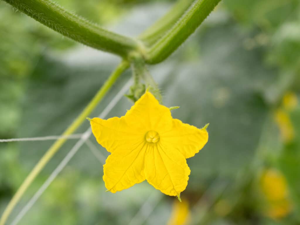 Fiori femminili del cetriolo che fioriscono in un campo vegetale