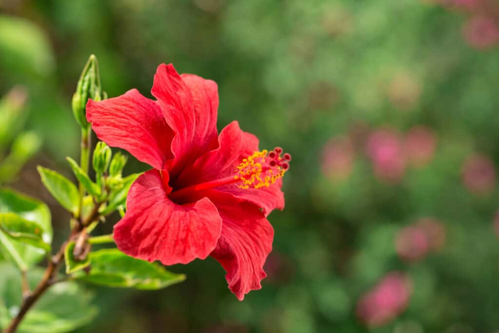 Ibisco rosso