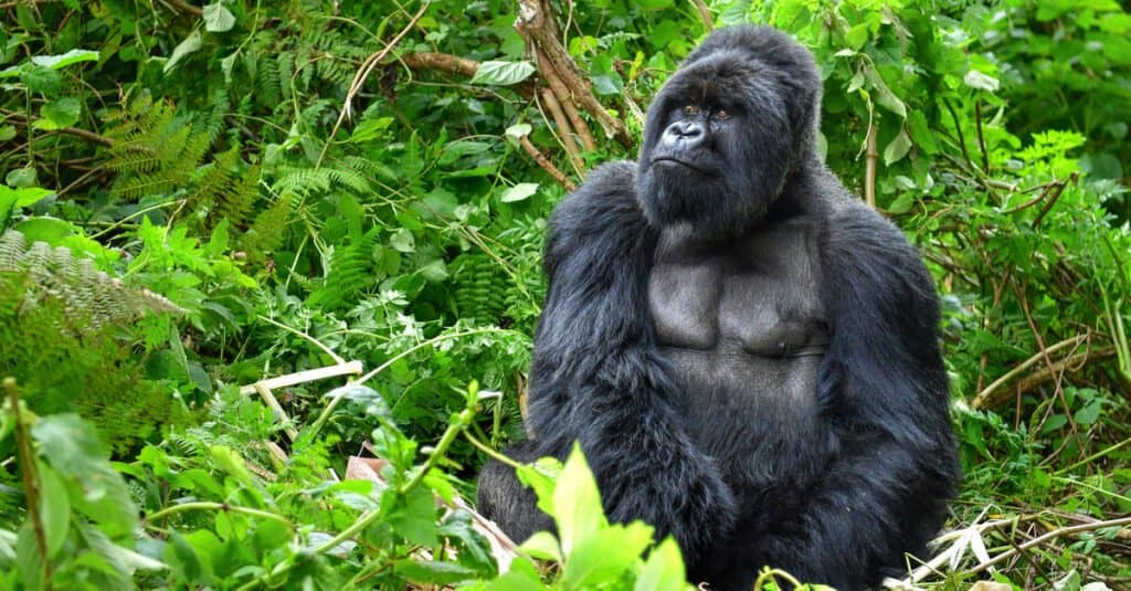 Il morso di animale più forte è il gorilla