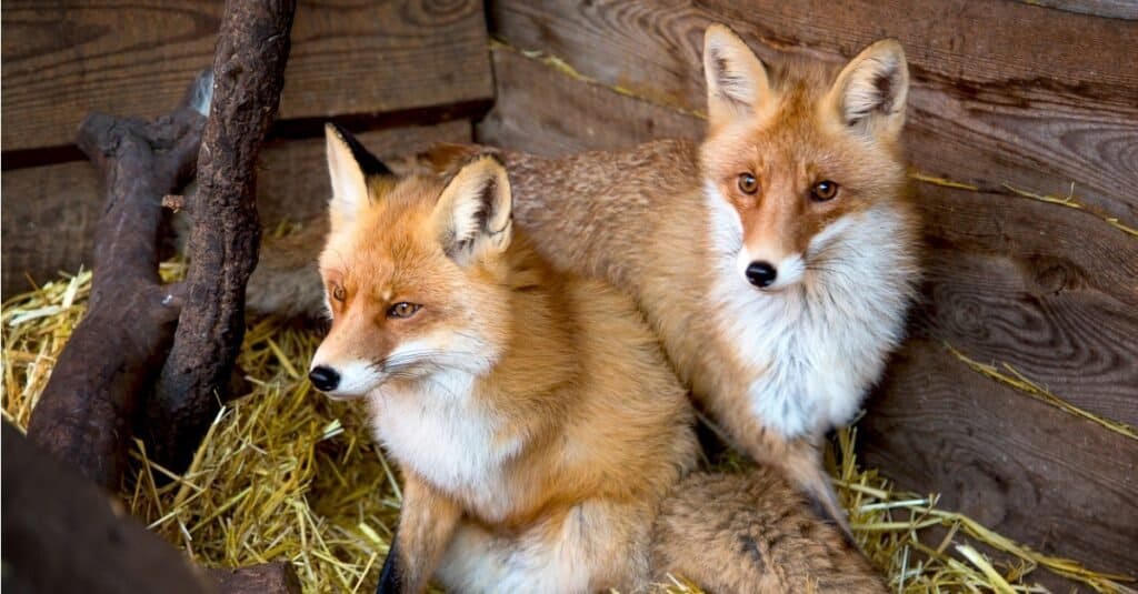 Gli animali più romantici