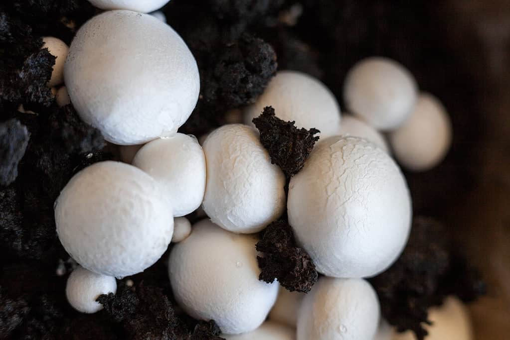 Funghi champignon in crescita (Agaricus bisporus)