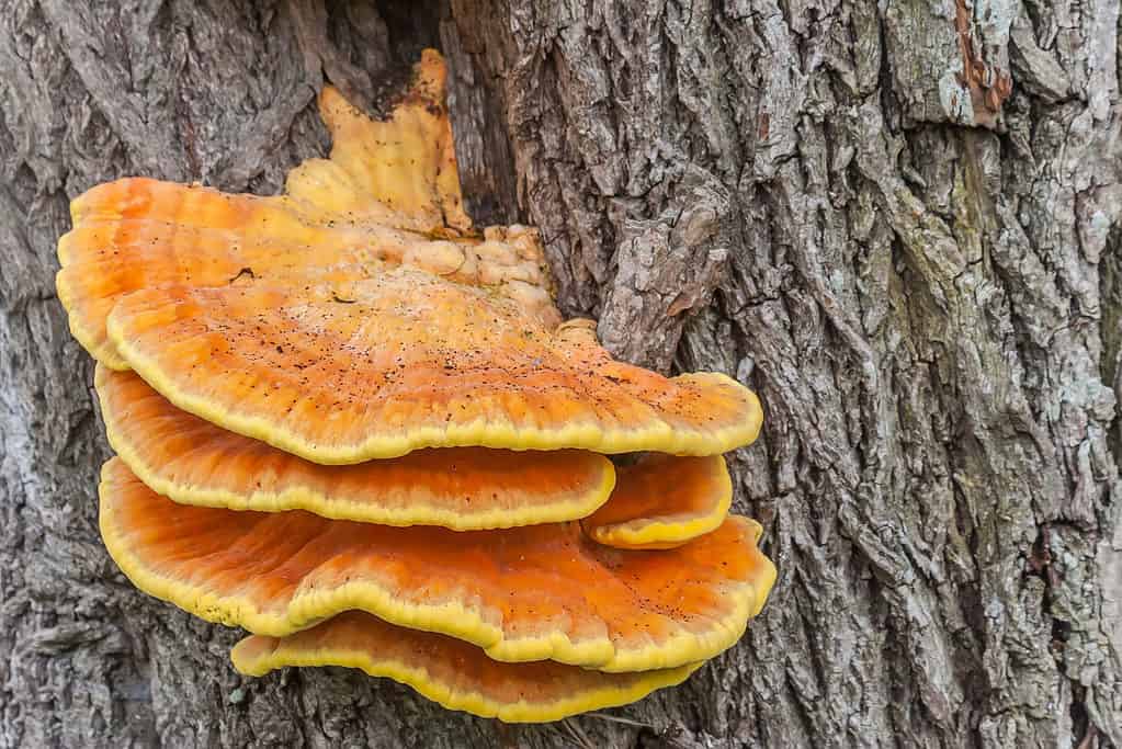 Laetiporus sulphureus o pollo dei boschi funghi che crescono sul lato di un albero