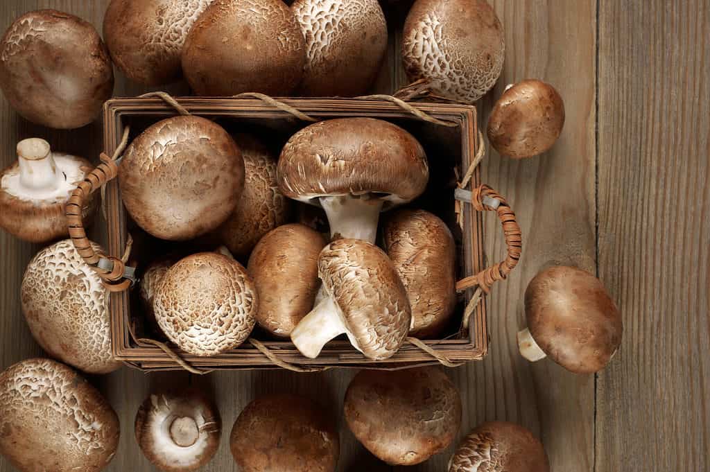 funghi cremini marroni in pinta