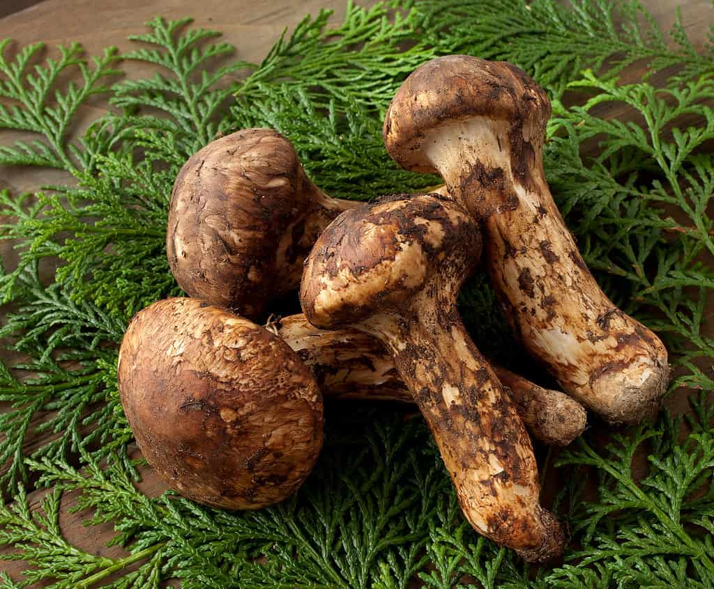 Funghi Matsutake disposti su felci