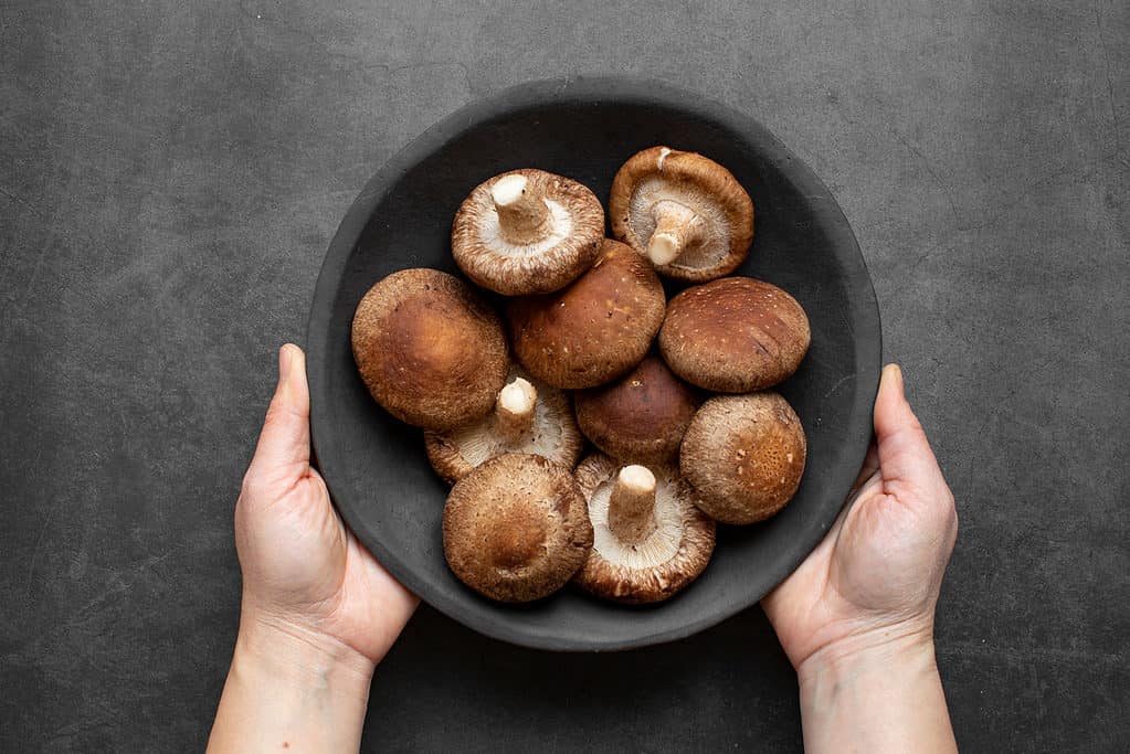 Ciotola di funghi shiitake tenuti da mani umane