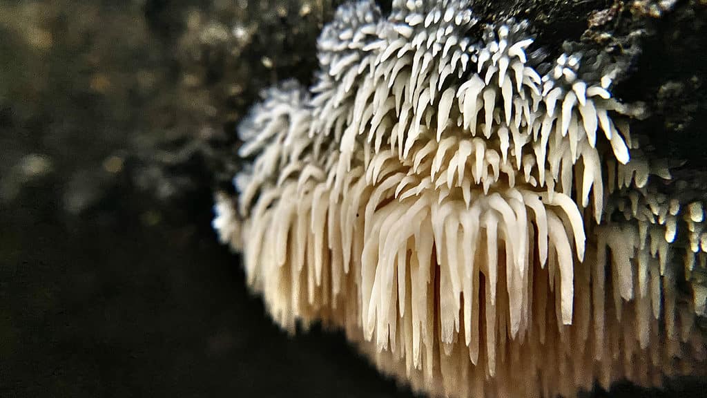 Il fungo della criniera del leone o hericium erinaceus sfoggia le sue lunghe spine sul lato di un tronco
