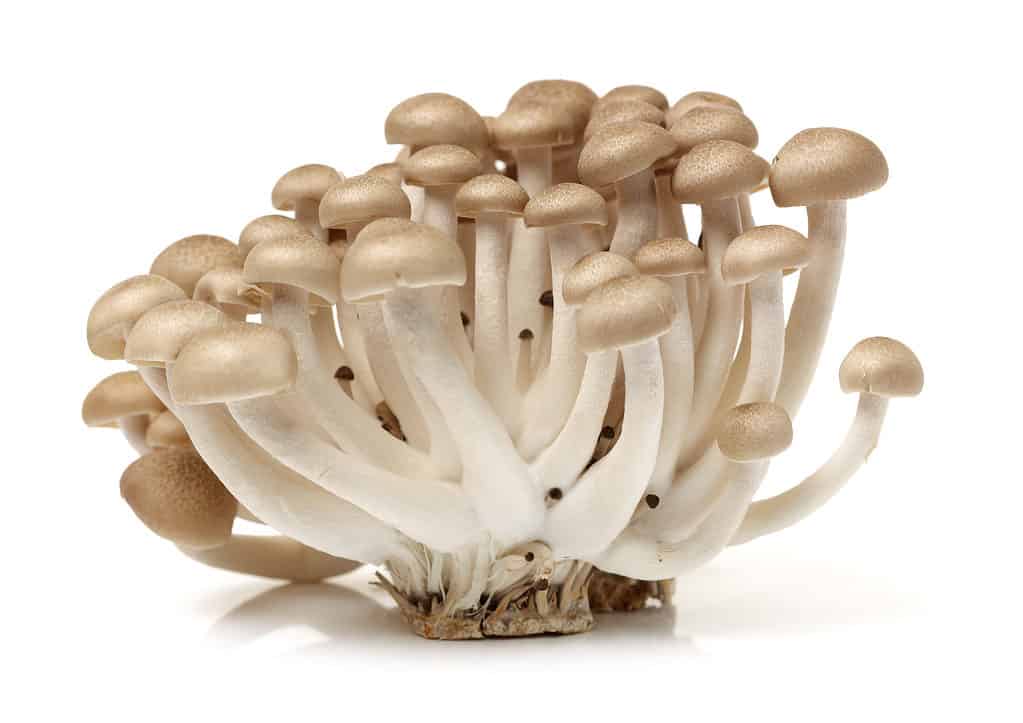 Funghi di faggio ricoperti marroni isolati