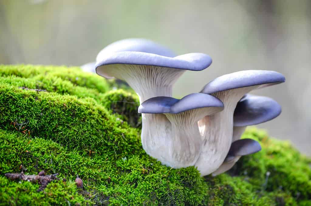 Il fungo di ostrica blu che cresce da un ceppo coperto di muschio