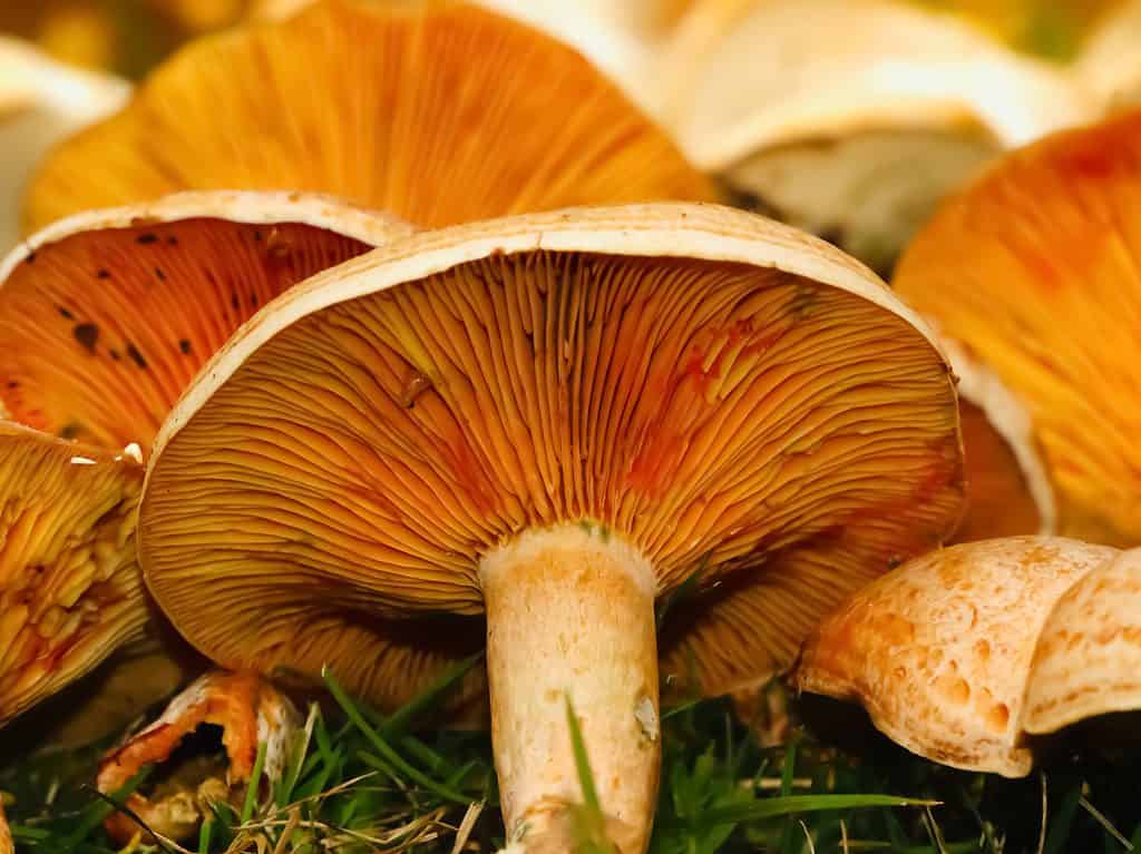 Funghi di pino rosso appena tagliati