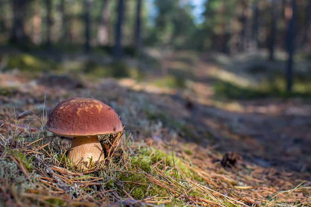 Fungo porcino che cresce allo stato selvatico