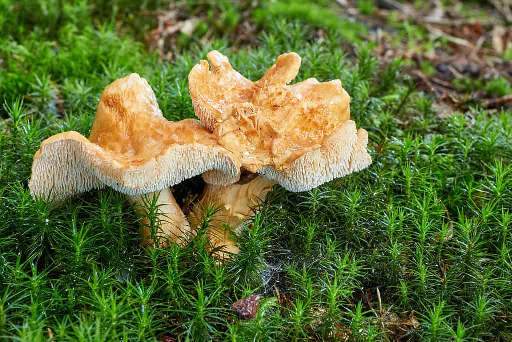 Fungo riccio (Hydnum repandum)