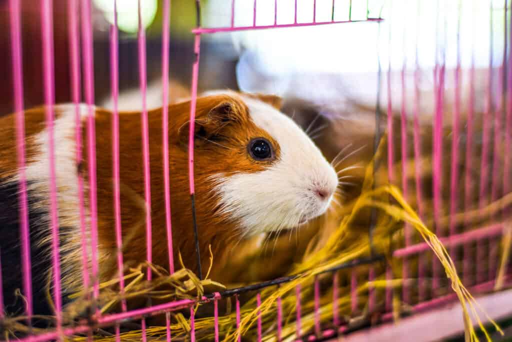 Animale, Parte del corpo animale, Pelo animale, Testa animale, Fase animale