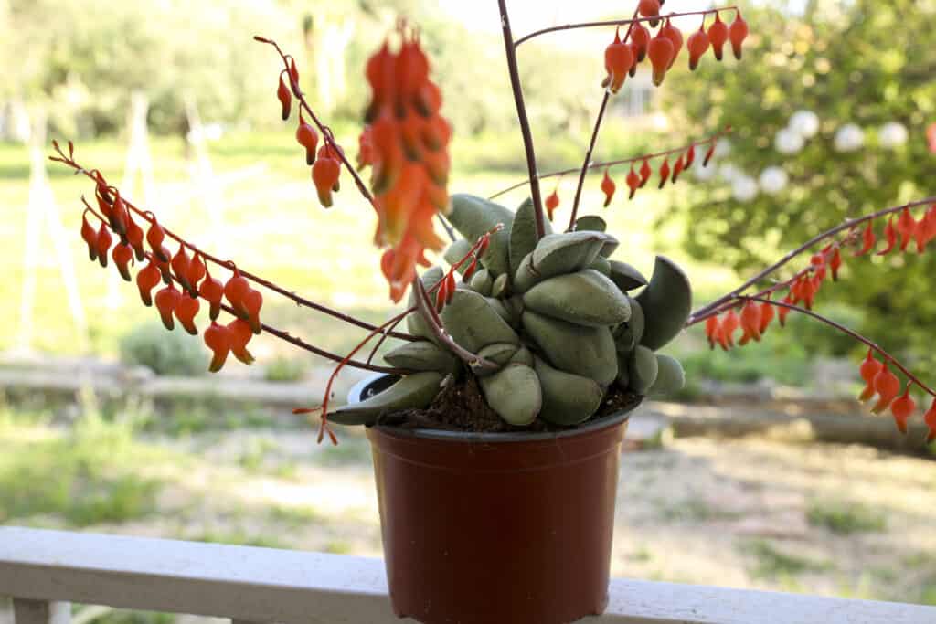 Pianta succulenta Gasteria in fiore