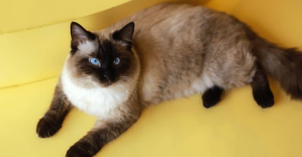 Gatto Birmano vs Gatto Siamese