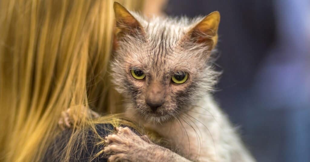 I gatti più brutti - Lykoi