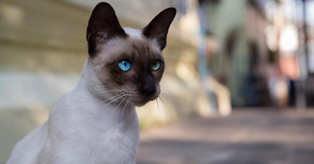 Gatto Birmano vs Gatto Siamese