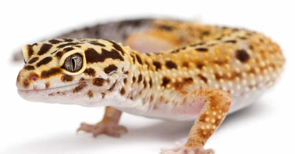 adulto-leopardo-geco-primo-piano-sfondo-bianco