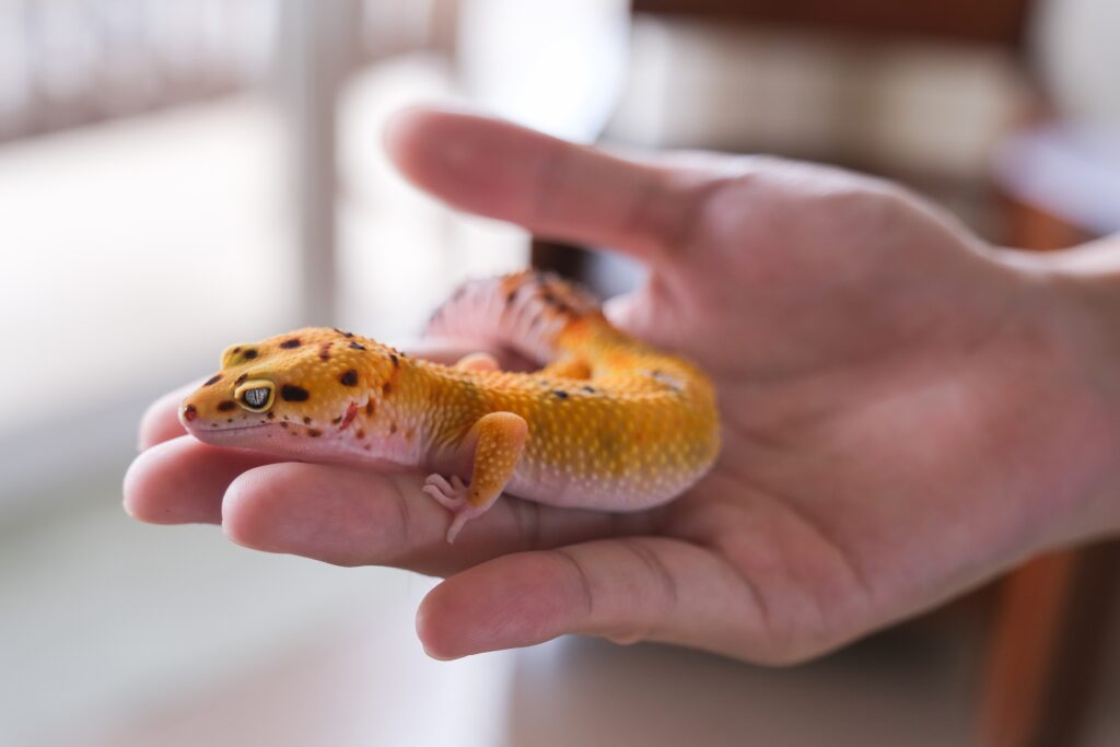Geco leopardo mandarino