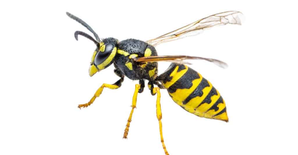 Giacca gialla contro Vespa di carta - Giacca gialla isolata
