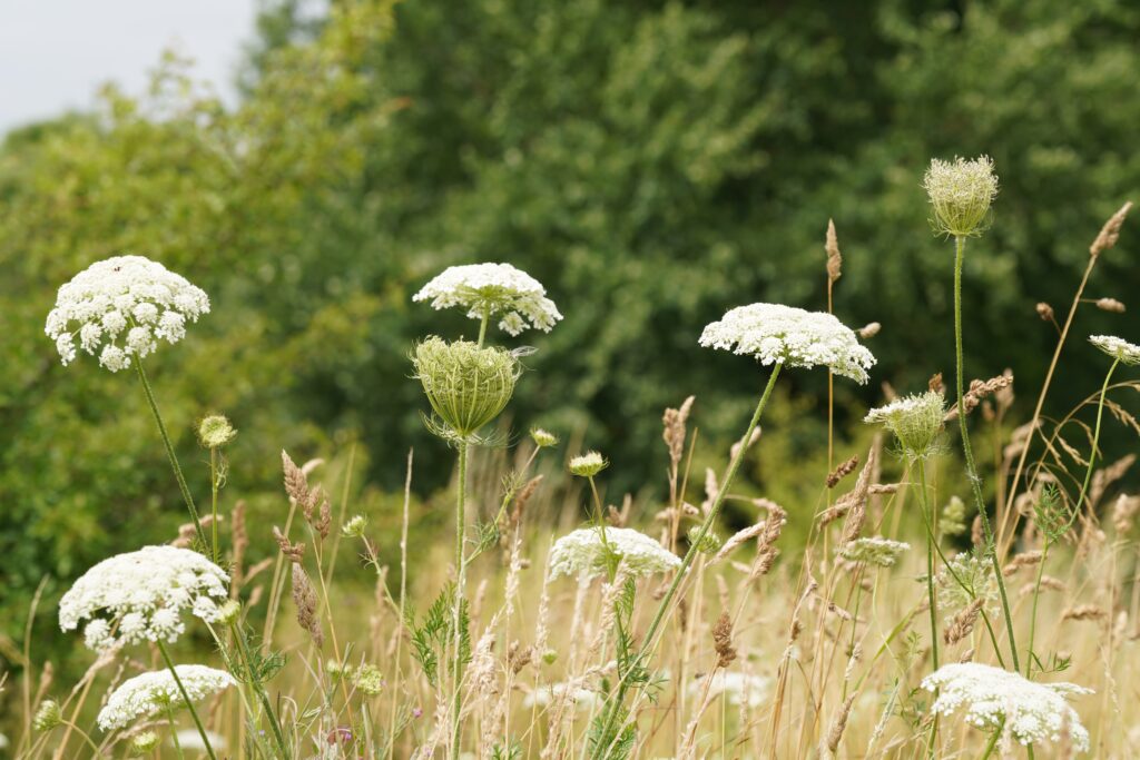 I fiori di pizzo della regina Anna in campo