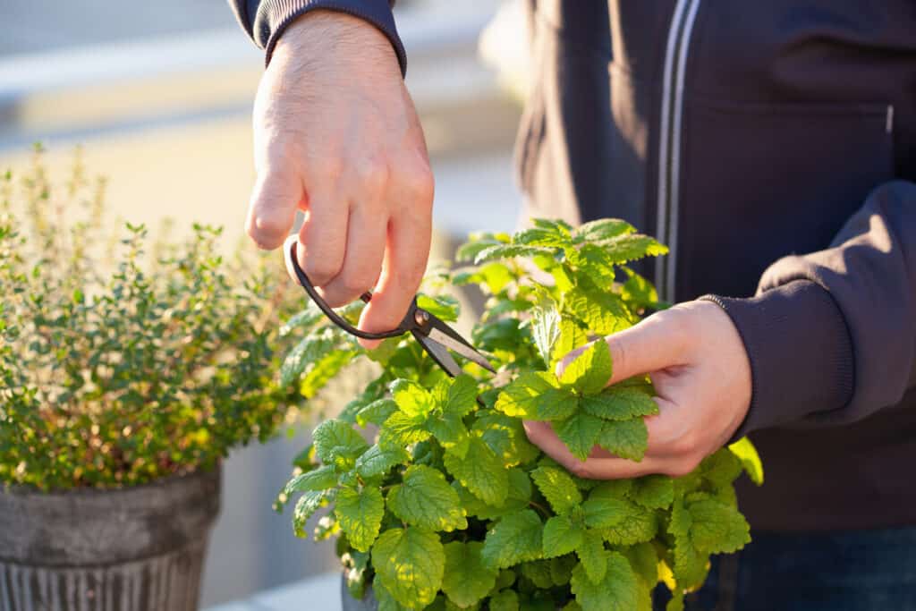 Giardinaggio astrologico
