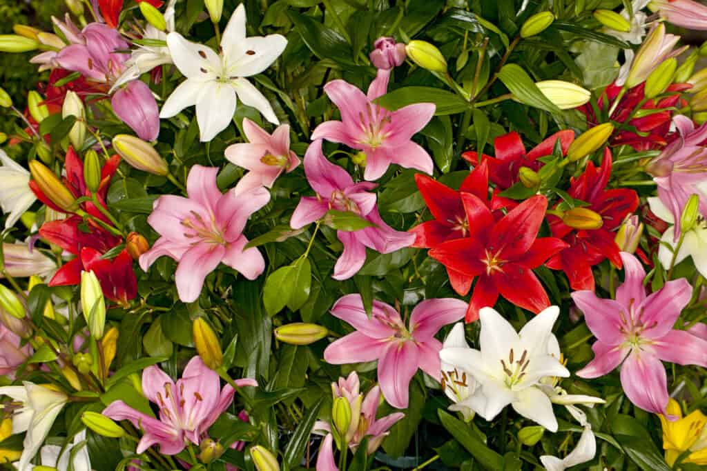 Gigli asiatici assortiti che fioriscono in un giardino