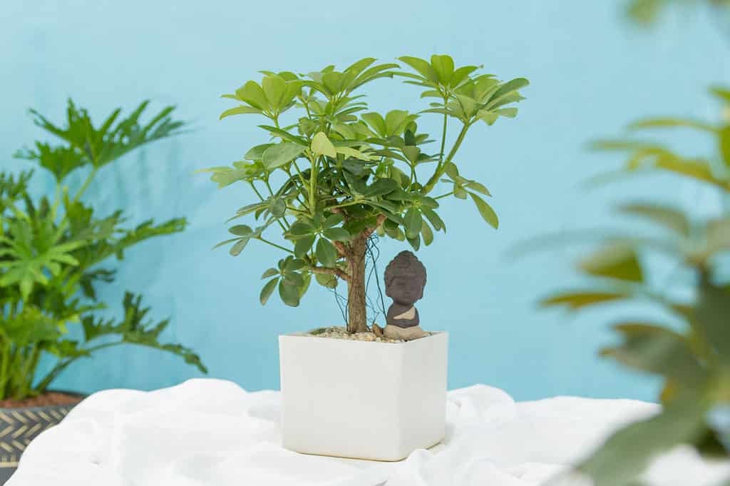 i migliori bonsai da interno