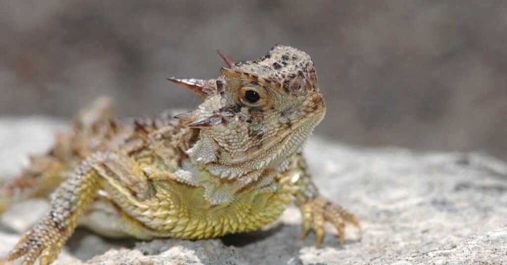 Gli adattamenti animali più pazzi: la lucertola cornuta