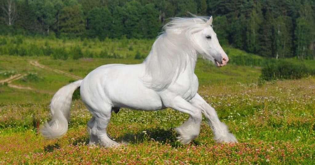 Animali più alti: Shire Horse
