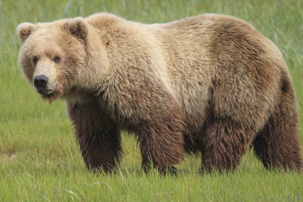 Orso bruno dell'Alaska