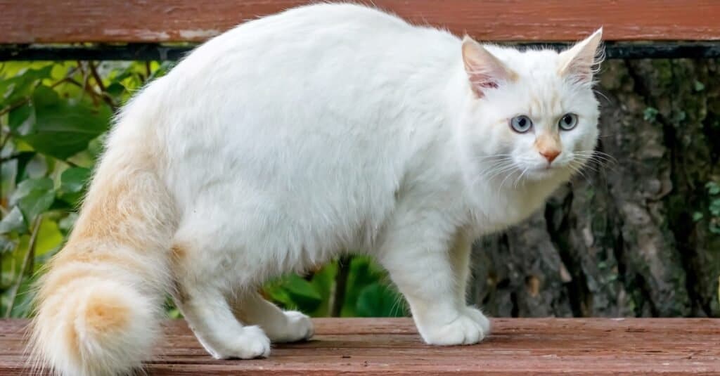 Gatti più pesanti _ più grassi - Furgone turco
