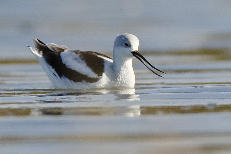 Avocetta americana in acqua