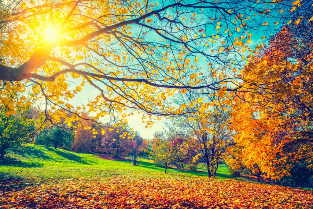 Autunno, Paesaggio - Paesaggio, Albero, Giorno, Soleggiato