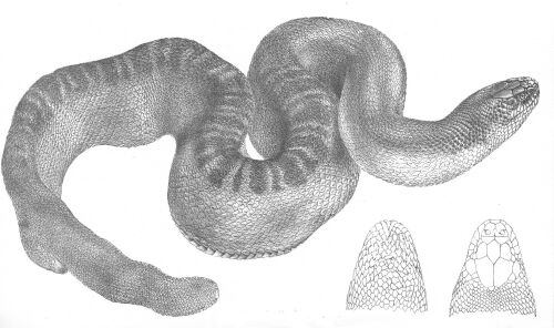 Serpente di mare di Stokes