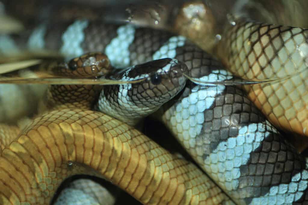 Krait di mare dalle bande nere