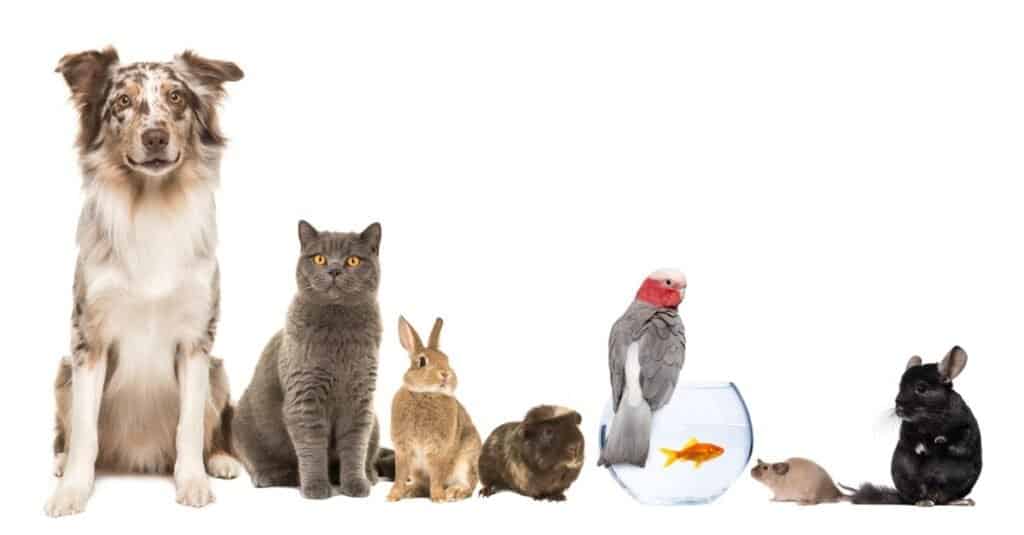 Gli animali domestici più vecchi ancora vivi oggi - Animali domestici comuni