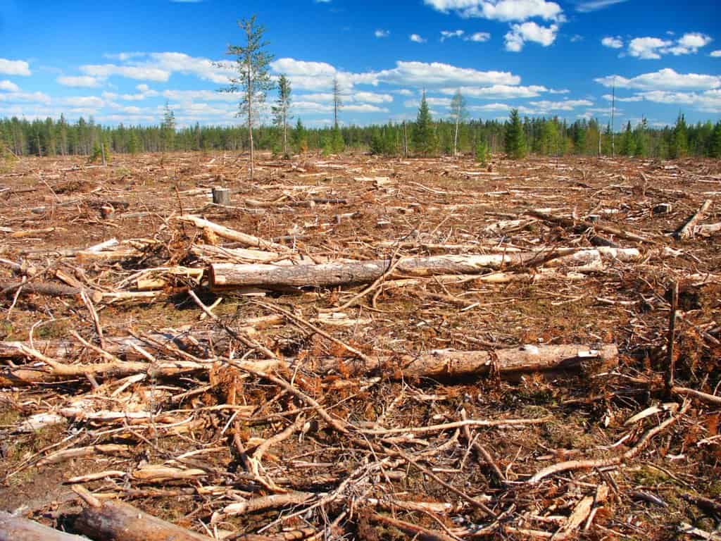 Un tratto di bosco disboscato con alberi di conifere in piedi sullo sfondo.