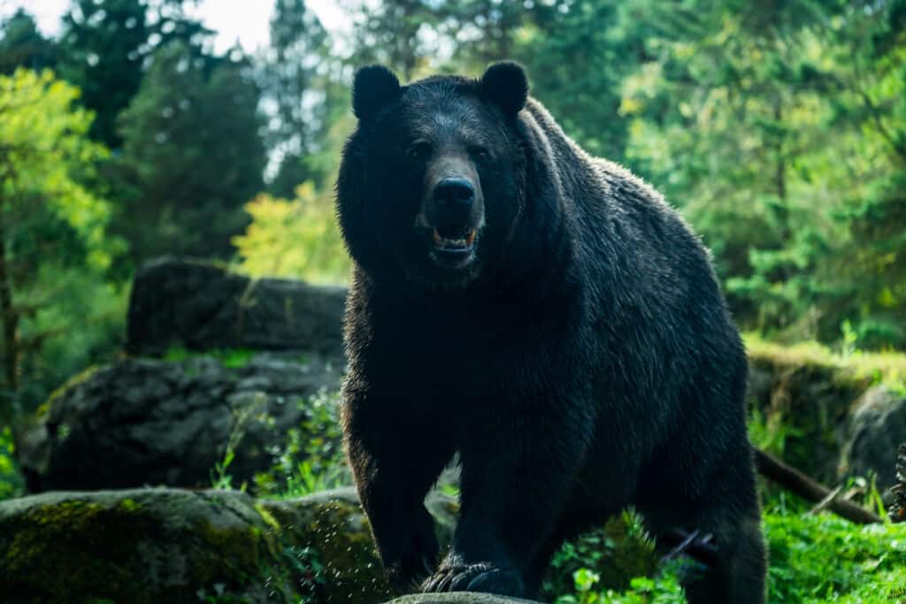 orso nero