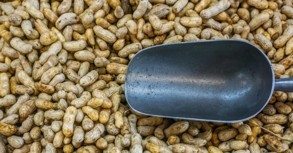 Gli elefanti mangiano davvero le noccioline? Una scorta di noccioline