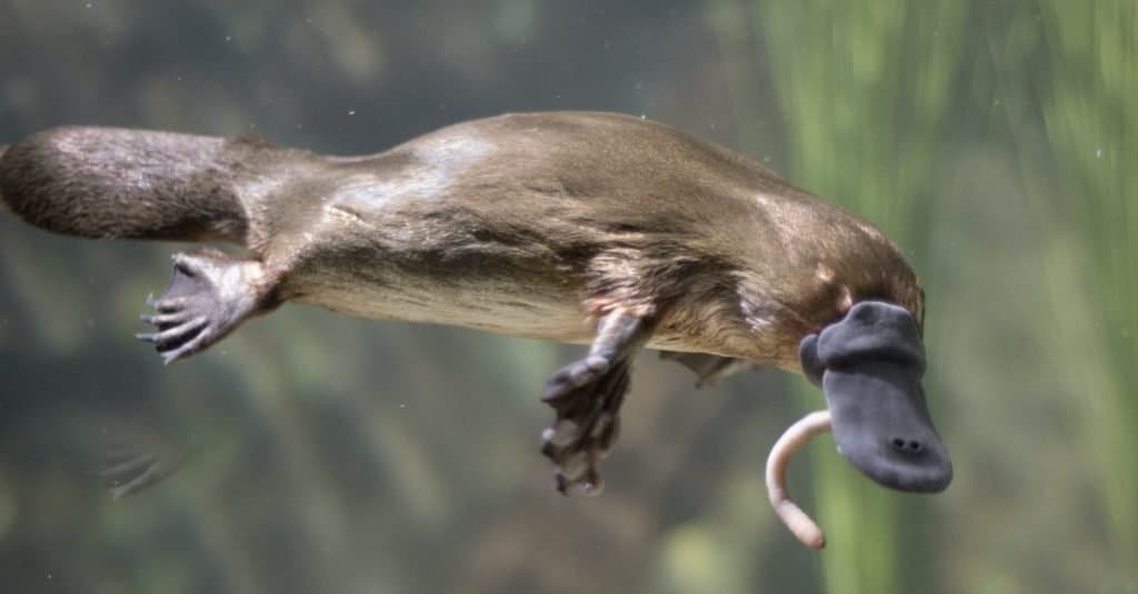 Gli animali più strani: l'ornitorinco