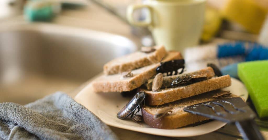 Infestazione di scarafaggi - Scarafaggio in cucina