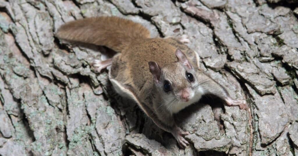 Sono Pipistrelli Mammiferi