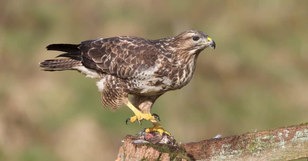 Poiana comune, Buteo buteo, singolo uccello sul post mangiare pernici rosse, Warwickshire