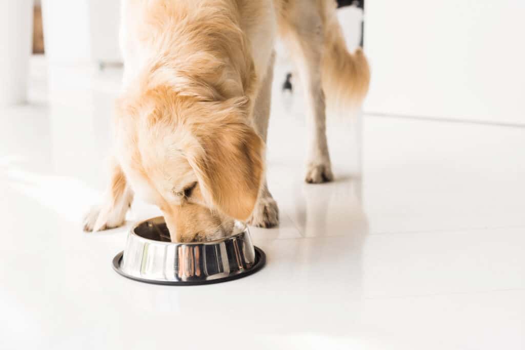 Golden retriever che mangia dalla ciotola del cane
