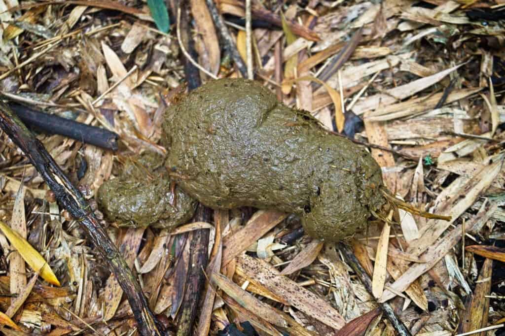 cacca di gorilla