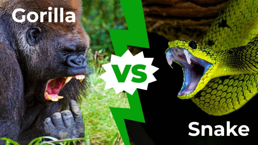 Gorilla contro serpente