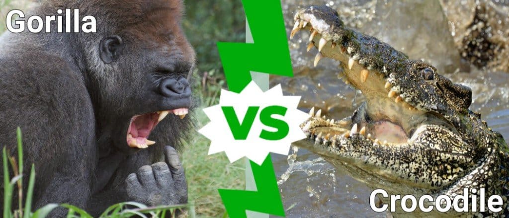 Gorilla contro coccodrillo
